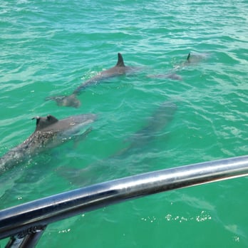wild dolphin cruise tampa reviews