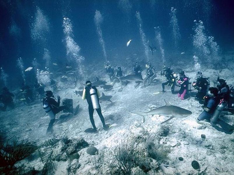 scuba diving nassau bahamas reviews